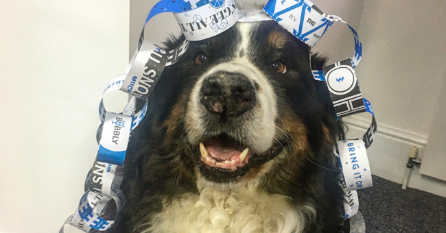Dog dressed up